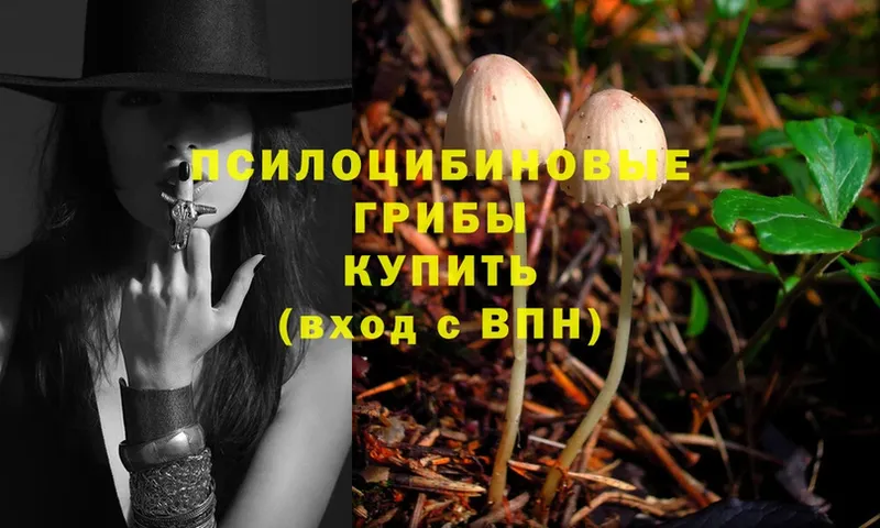 Псилоцибиновые грибы Psilocybe  наркота  Злынка 